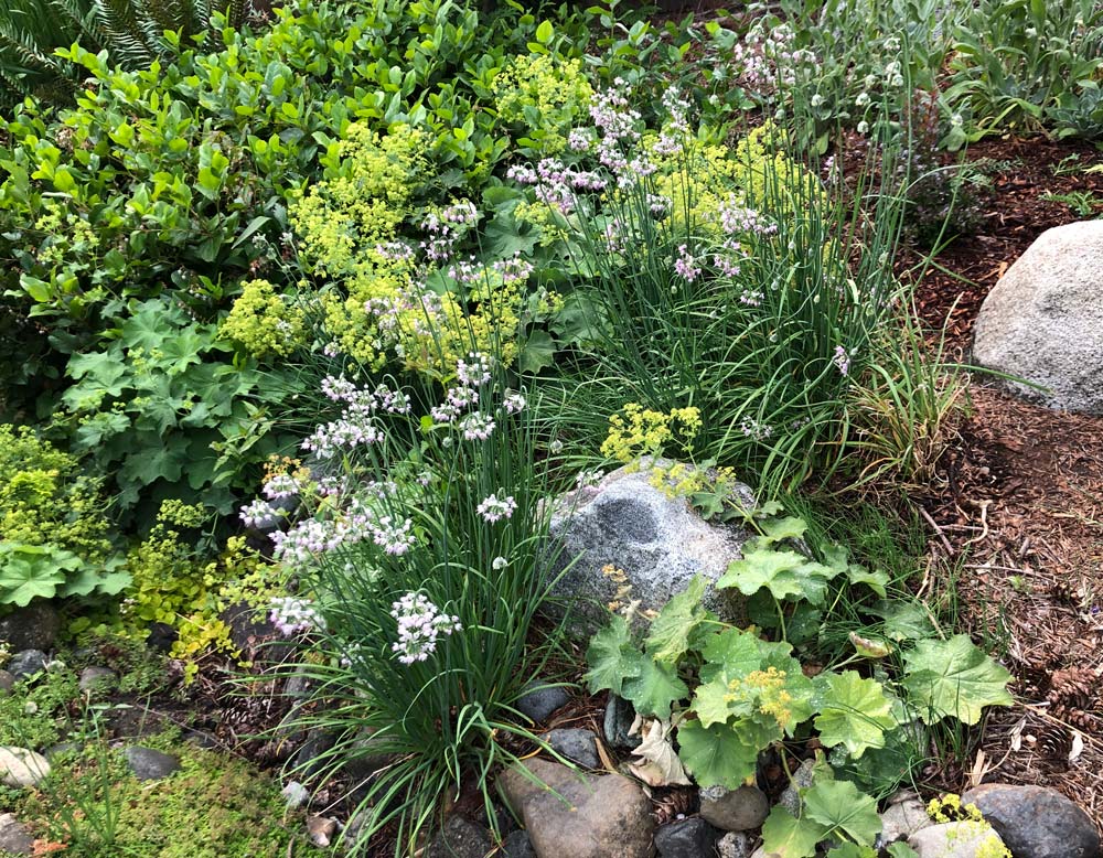 Nodding onion plants in a sloped garden bed with boulders.