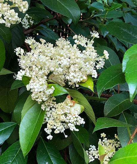 White blooms on a climbing hydrangea vine