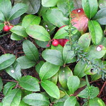 gaultheria procumbens photo