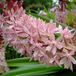 pineapple lily photo