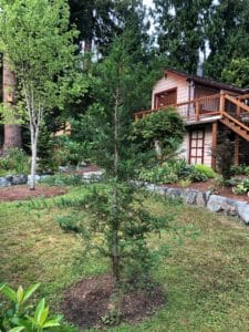 Coast redwood landscape