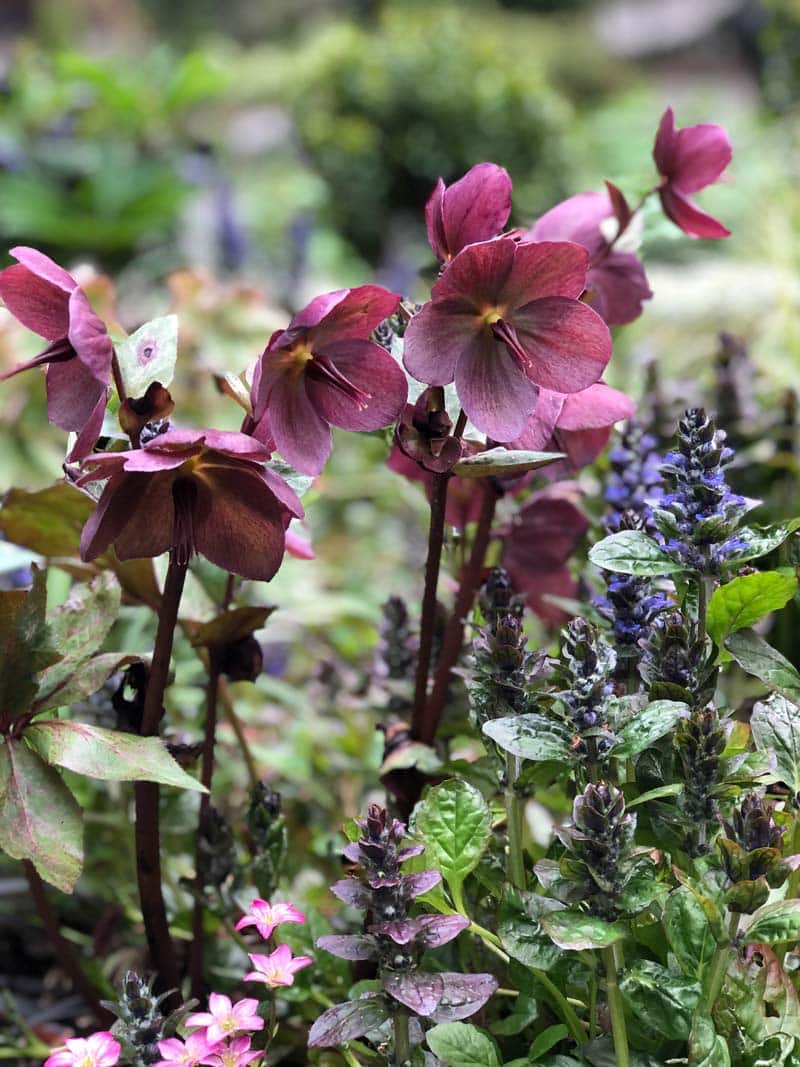 A group of Hellebore Charmer blossoms.