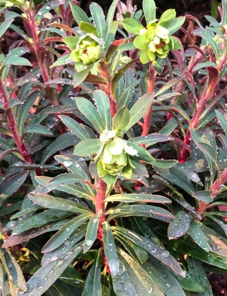 Martin's Euphorbia