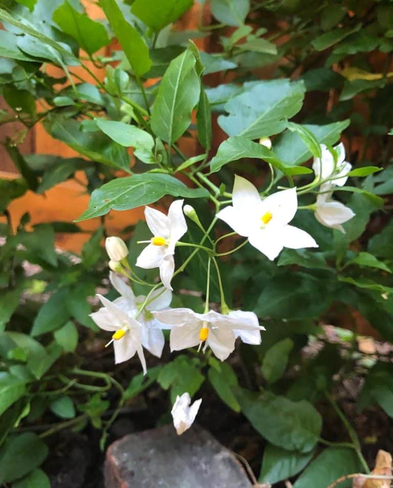 Potato Vine A Tree Garden