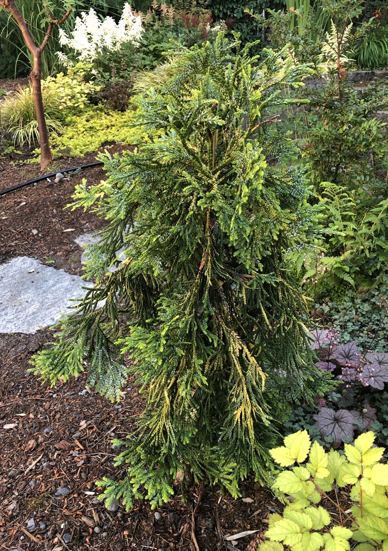 Golden Elkhorn Cedar