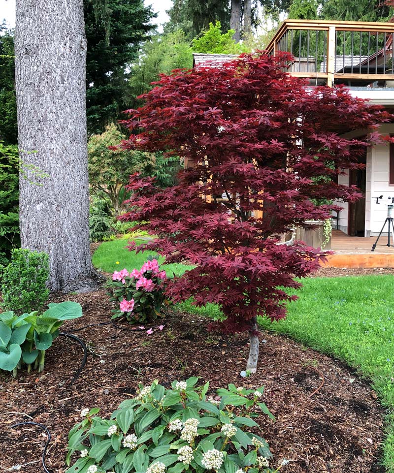 Twombly's Red Sentinel Japanese Maple with burgundy-red spring leaf color.