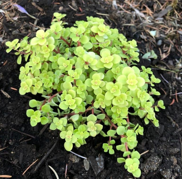 Japanese Stonecrop 