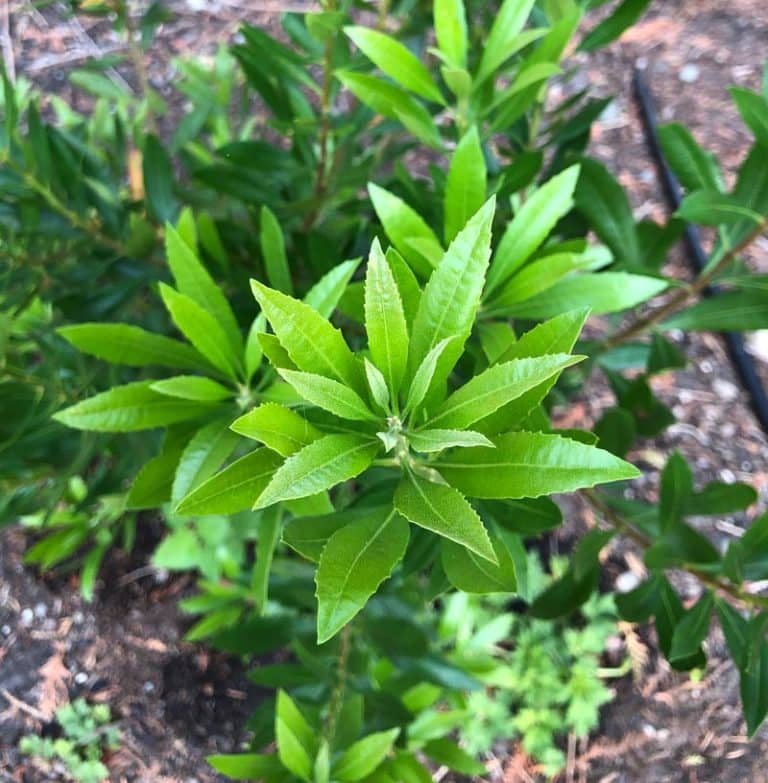 California Wax Myrtle | A Tree Garden