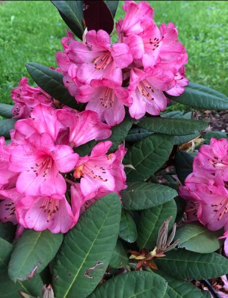 A young Rhododendron Wine and Roses in full bloom with hot pink flowers.