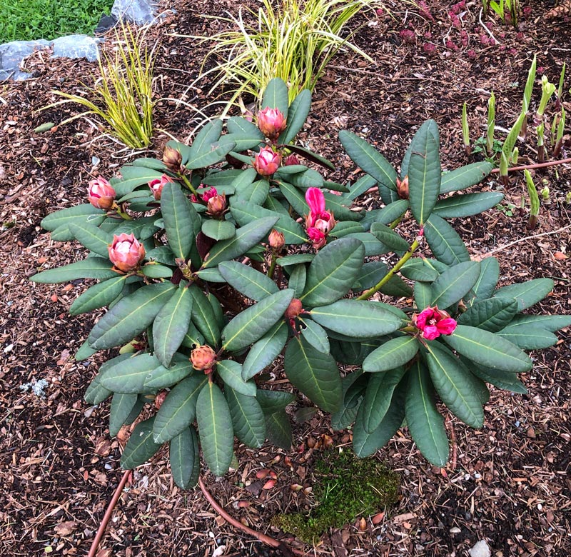 A young Rhododendron Wine and Roses in spring, beginning to bloom.