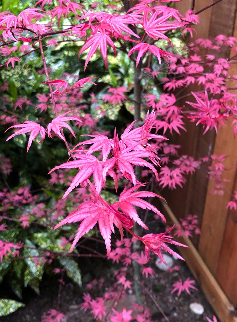 Closeup of hot pink Beni Maiko leaves in spring.