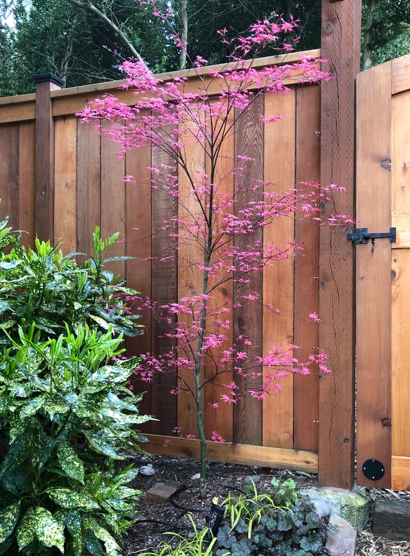 6 foot tall Beni Maiko Japanese Maple with bright pink spring foliage, up against a fence and variagated aucuba japonica.