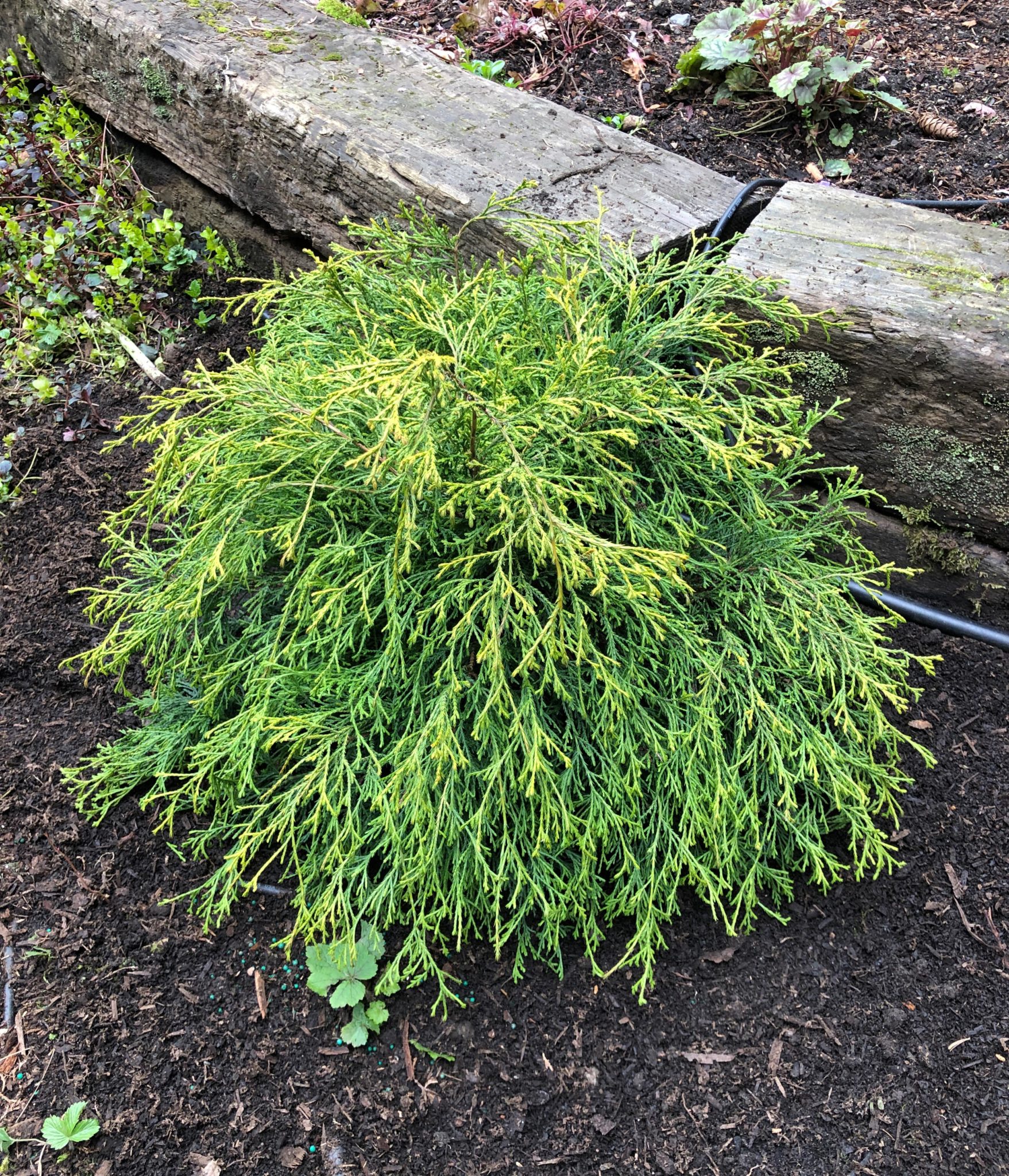 Gold Mop Cypress A Tree Garden