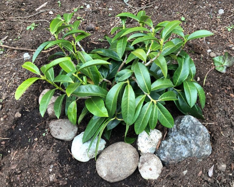 Mount Vernon English Laurel | A Tree Garden