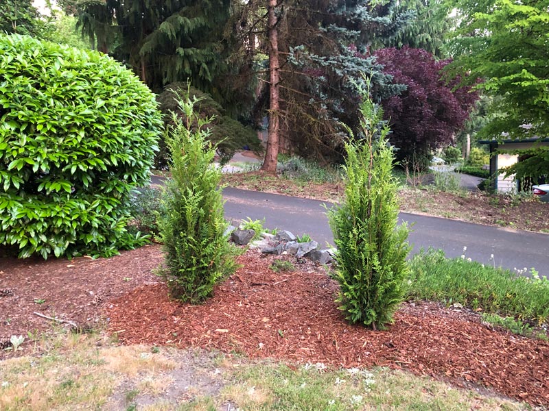 1-year growth on two Thuja Plicata 'Virescens'