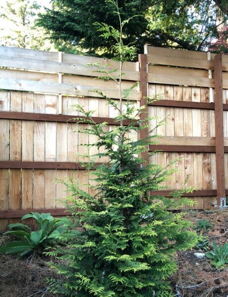 A four to five year old green giant arborvitae growing near a wood fence