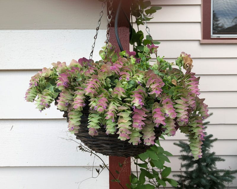 Photo of Kirigami Oregano gently drooping over the edge of its hanging basket