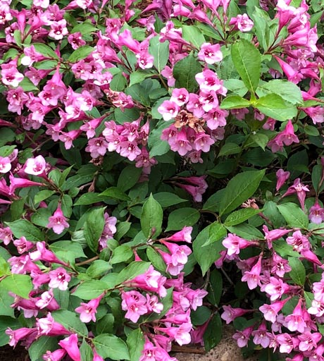 Closeup of Minuet Weigela in bloom