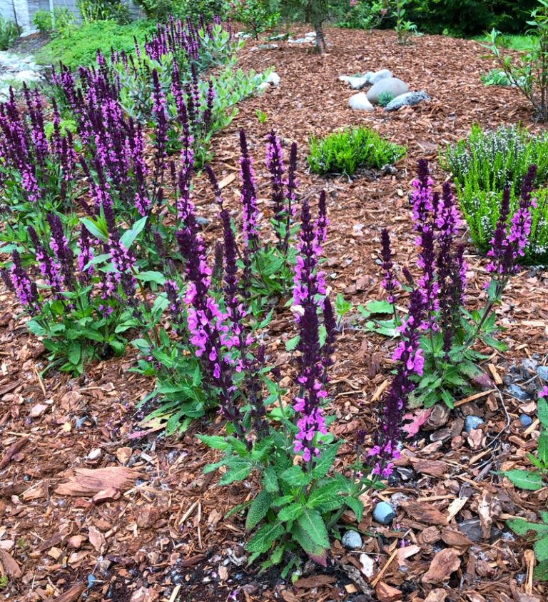 Salvia New Dimension Rose A Tree Garden salvia-new-dimension-rose-a-tree-garden