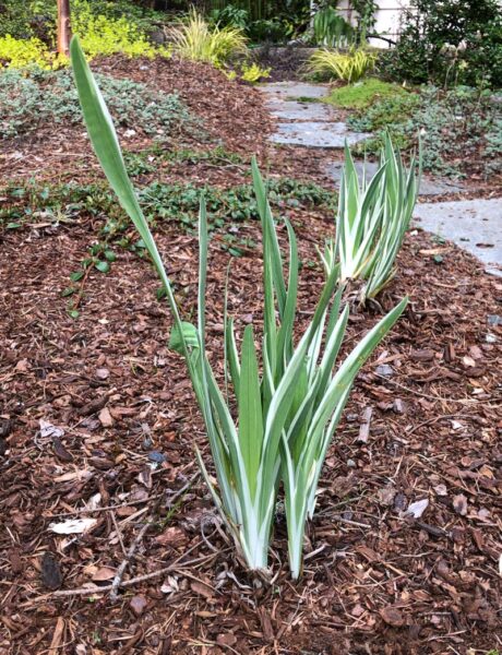 Variegated Japanese Iris foliage emerging from mulched garden bed in spring.