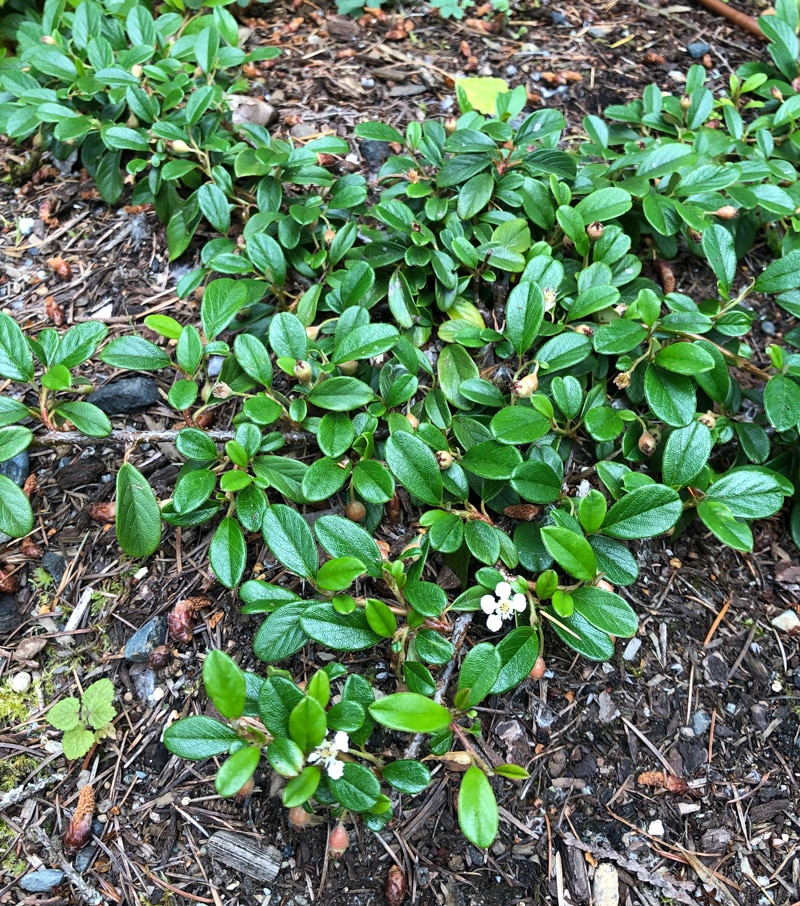 Bearberry Cotoneaster