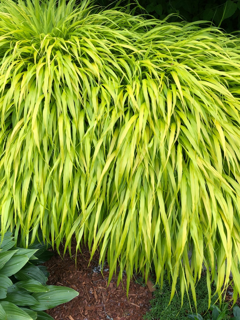 Japanese Forest Grass ‘Allgold’