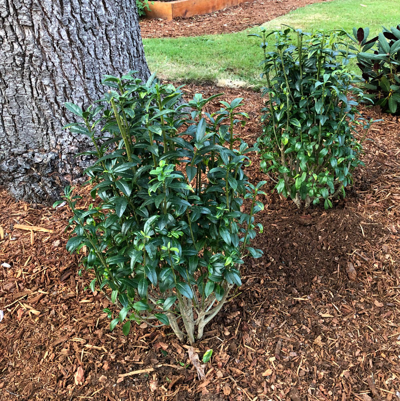 privet-straight-talk-a-tree-garden