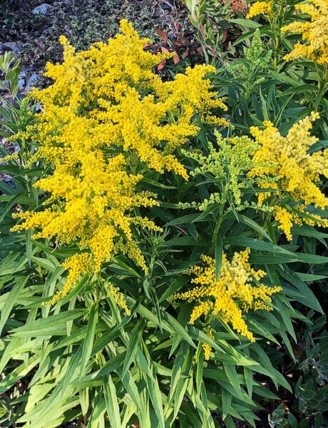 Closeup of several yellow flowers blooming on Goldenrod Sweety