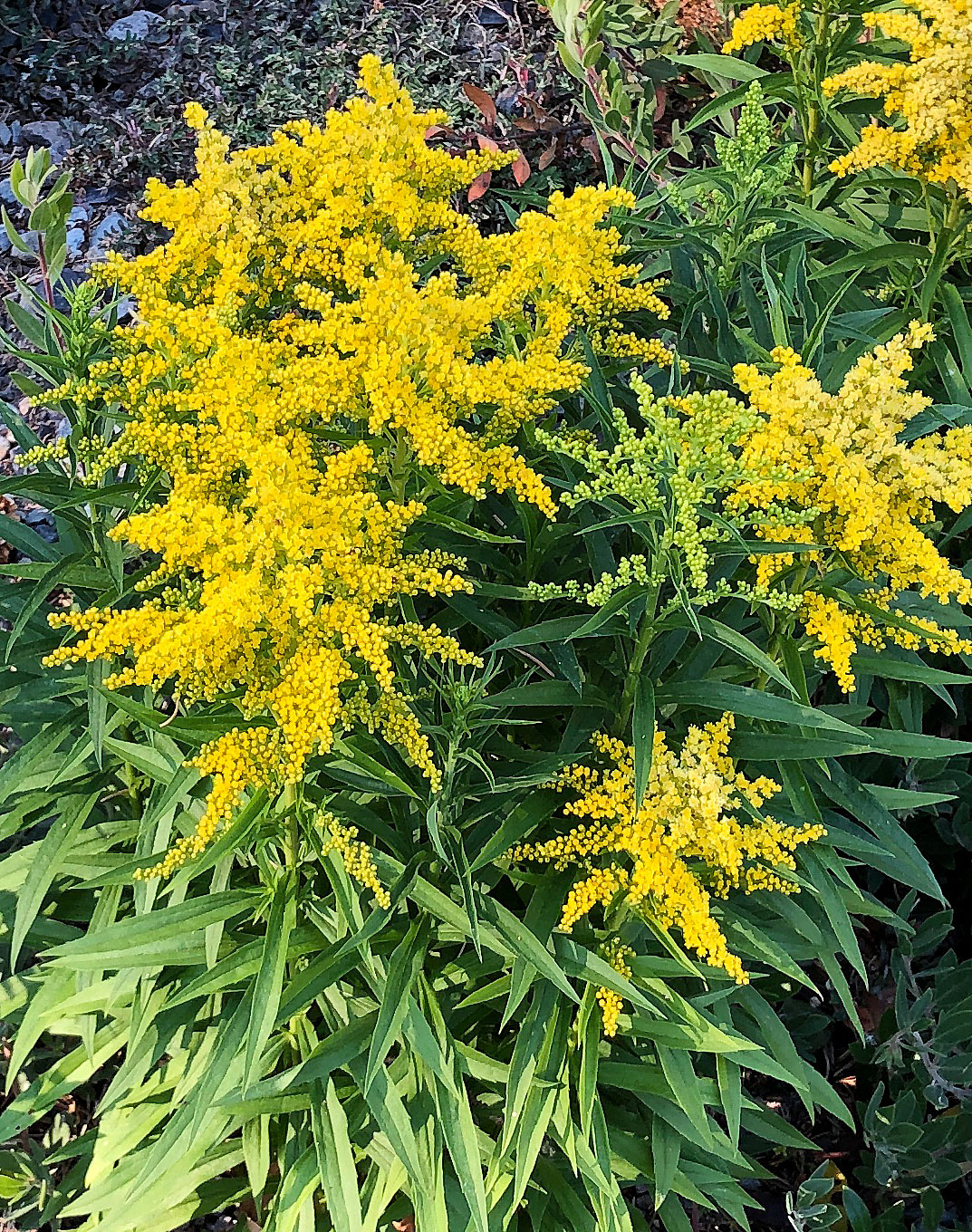 Closeup of several yellow flowers blooming on Goldenrod Sweety