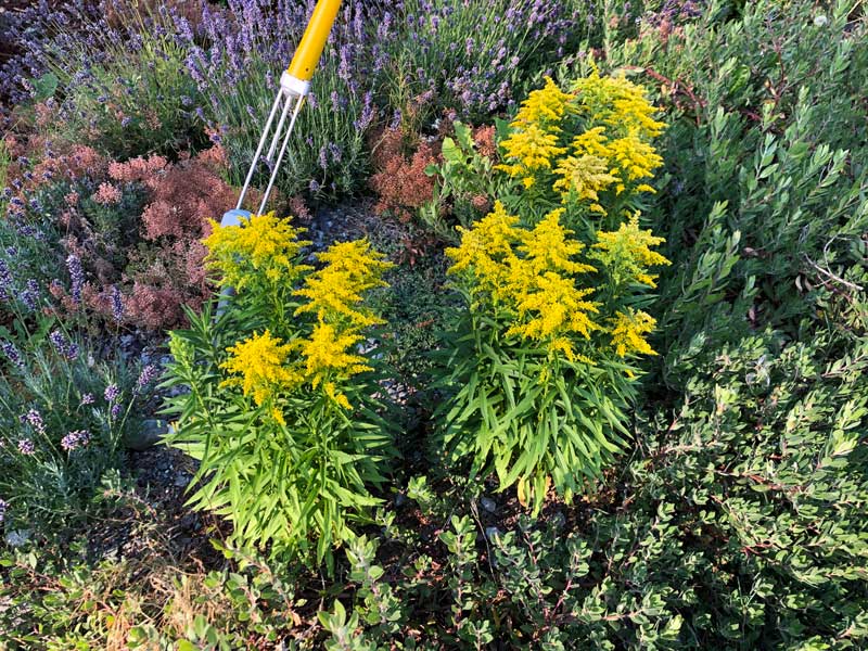 Group of 3 Goldenrod Sweety among sedum and lavender