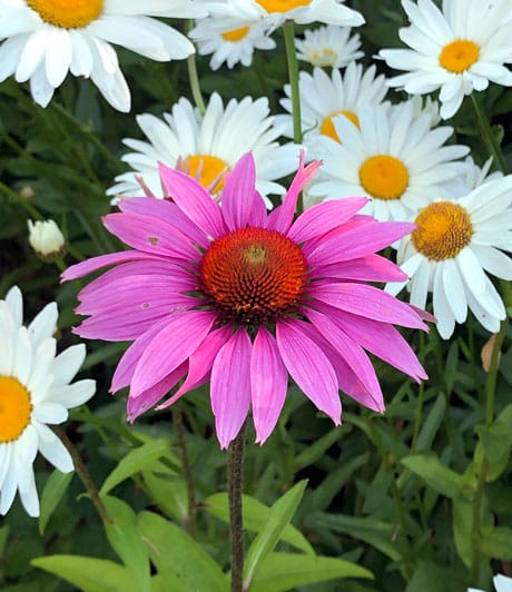 Echinacea Ruby Star bloom in front of Shasta Daisy 'Becky'