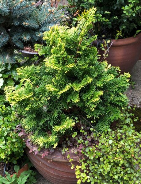 Verdoni Hinoki Cypress in a 5 gallon planter.