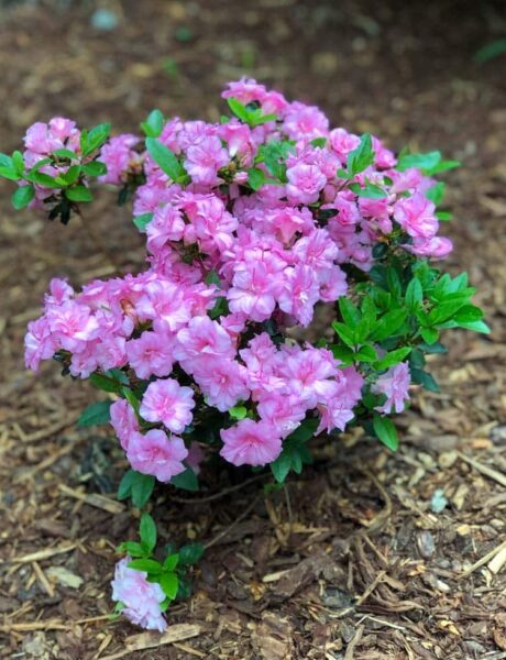 A small Rosebud Azalea covered in pink blooms.
