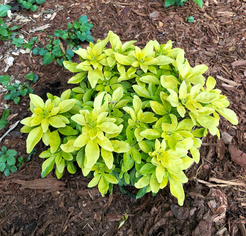 Closeup of a newly planted Sundance Mexican Orange shrub, with chartreuse new foliage.