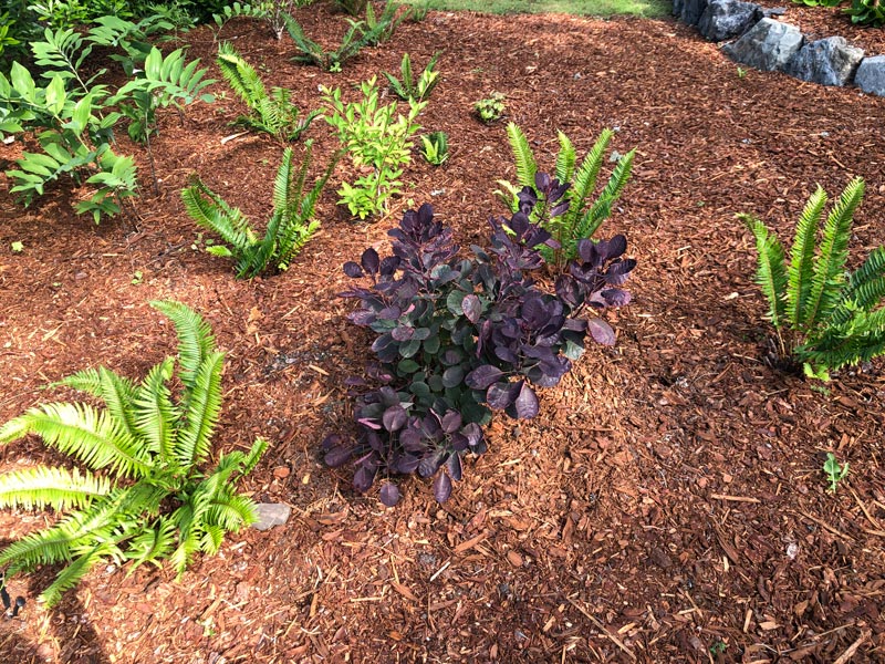 Newly planted Royal Purple Smokebush in June 2023