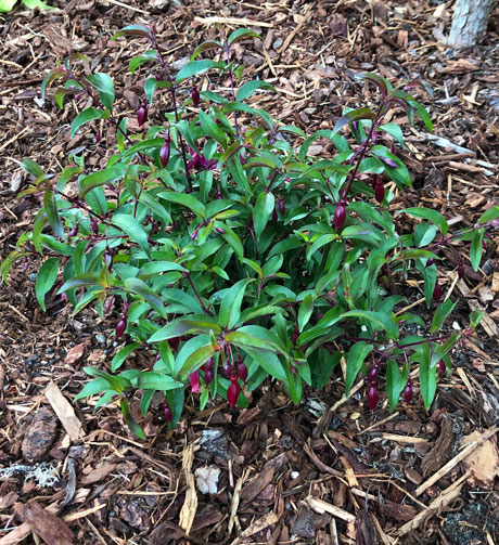Newly planted Fuchsia Dying Embers