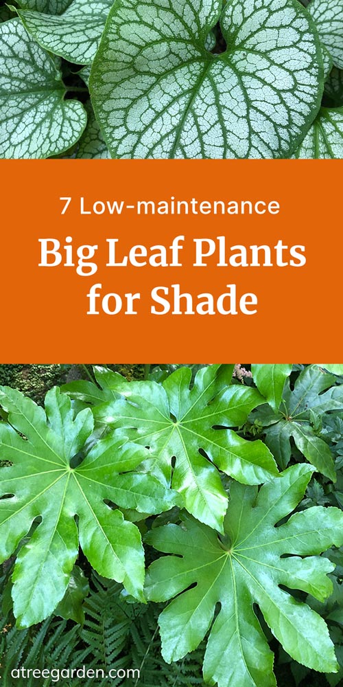 Share image for 7 Low-maintenance Big Leaf Plants for shade blog post.
