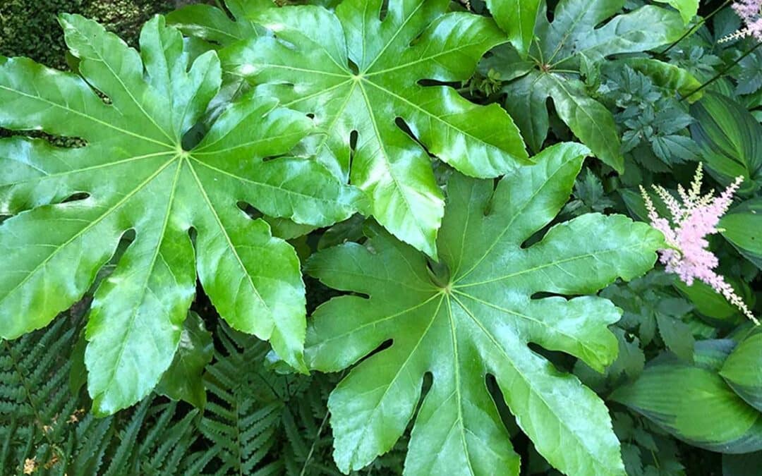7 Low-maintenance, Big Leaf Plants for Shade (that aren’t Hostas)