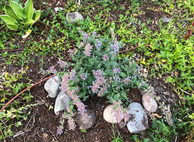 Newly planted Catmint Summer Magic