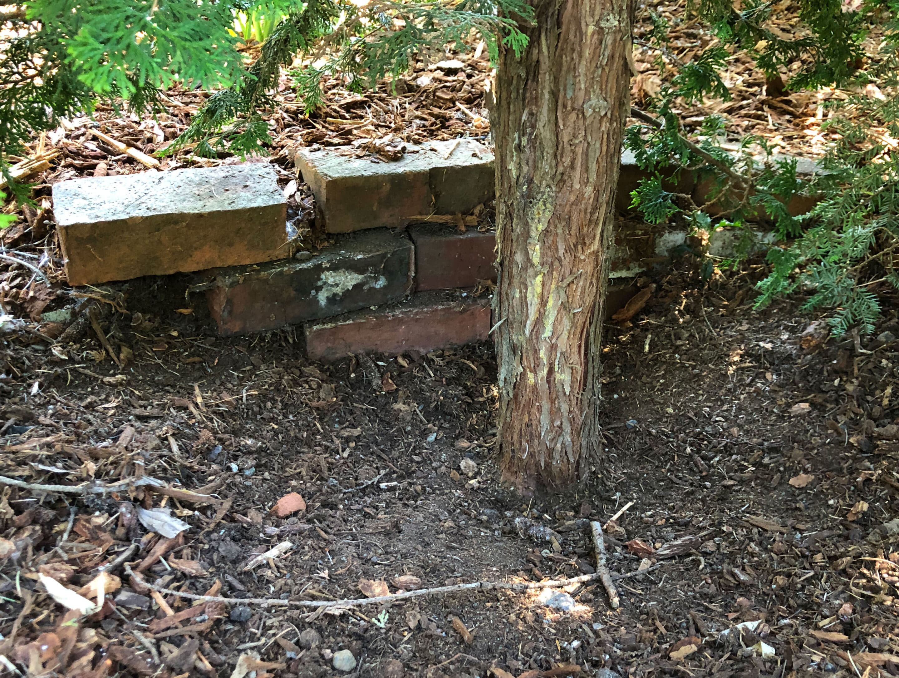 Image of a small tree trunk in front of a stack of bricks.