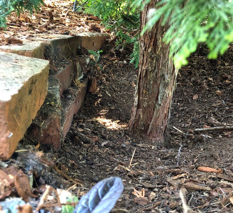 Image of a small tree trunk next to a stack of bricks.