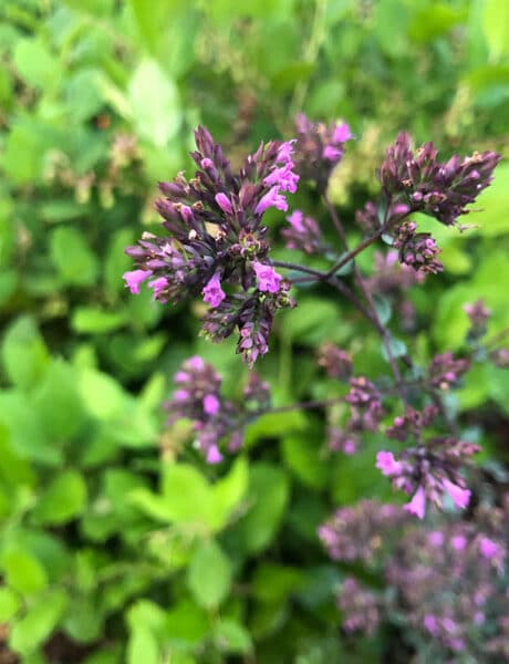 Closeup of Hopley's Purple Oregano blooms