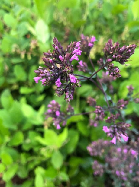 Closeup of Hopley's Purple Oregano blooms