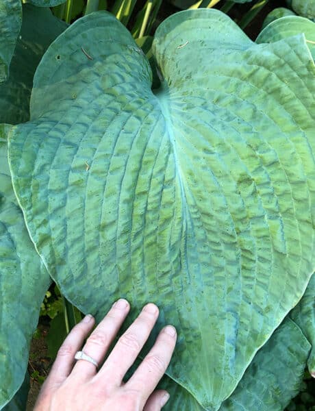 Blueberry Muffing Hosta leaf with a woman's hand over it for size comparison.