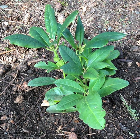 Newly planted Pacific Rhododendron (Rhododendron macryophyllum)