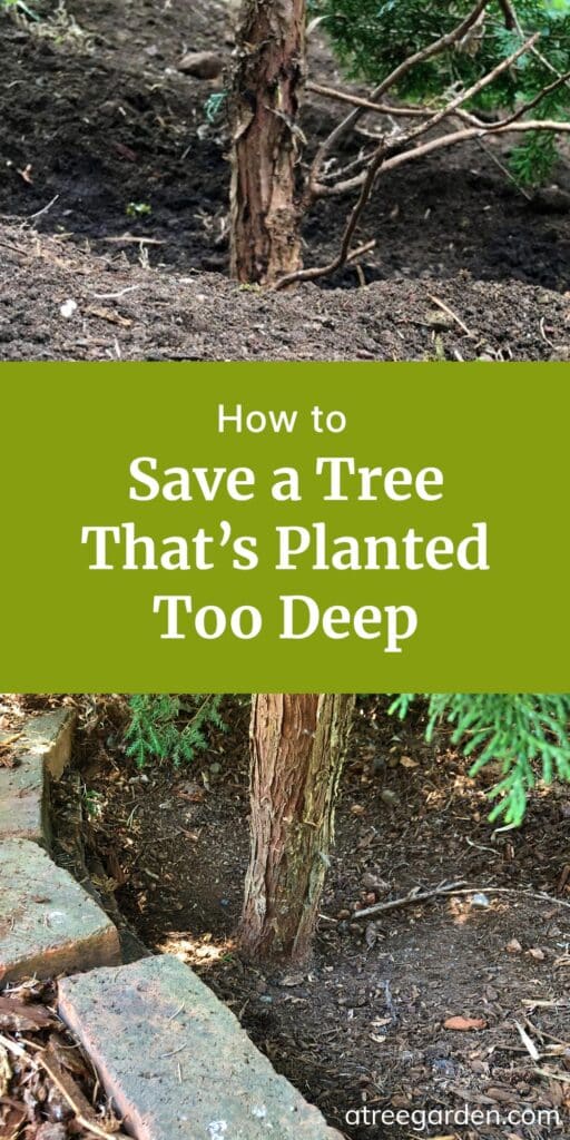 Pinterest share image with images of tree trunks and text 'how to save a tree that's planted too deeply.'