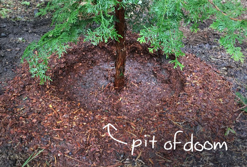 To view of a Hinoki Cypres planted in a pit and covered with mulch