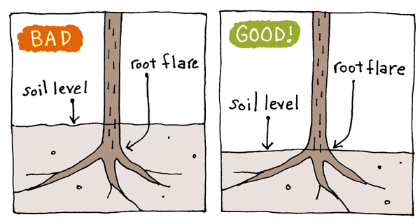 Cross section llustration of good and bad tree planting depth.